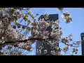 Seasonal allergy symptoms coming in sooner due to warmer weather local doctor says