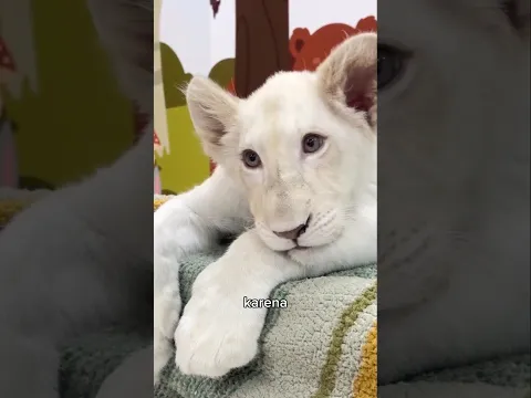 Nasib Singa Kembar Ini Sungguh Berbeda 🦁