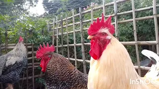 CUANDO TE ENTERASTES QUE LOS GALLOS HACEN 💩POPÓ 💩ASÍ??? #feedshorts #gallos #animals