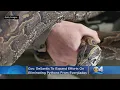 Gov DeSantis To Expand Efforts On Eliminating Pythons From Florida Everglades