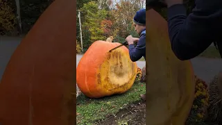 Prepping for carving and collecting seeds