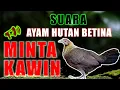 Download Lagu SUARA-AYAM HUTAN BETINA MINTA KAWIN