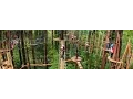 Sequoia Aerial Adventures at Mount Hermon