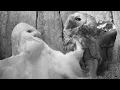 Tawny Owl v Barn Owl Gylfie v Luna Robert E Fuller