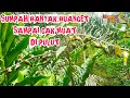 Download Lagu 🔴Pikat burung pleci - pleci dapat banyak banget - suara pikat pleci mp3