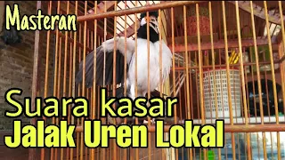 Download Jalak suren gacor buat masteran murai batu,kacer,cucak ijo,pentet dll MP3