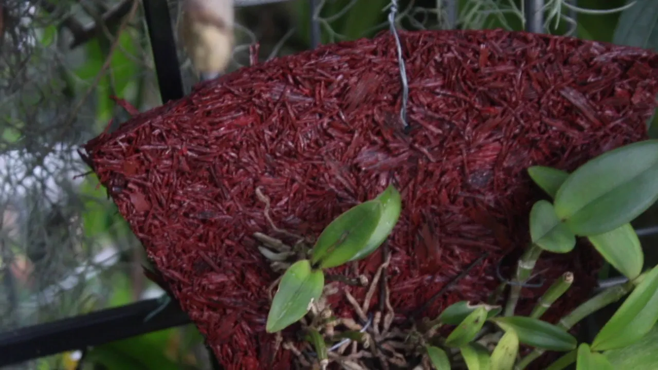GROWING ORCHIDS ON PIZZA MOUNTS