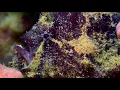 Download Lagu Frogfish: Pulau Hantu: Singapore Nature 2020