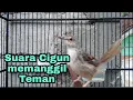 Download Lagu Ciblek gunung mana yang nggak akan ikut bunyi jika dengar suara cigun ini