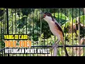 Download Lagu Cendet Gacor Sat Set Memancing Emosi Cendet Manapun.Hitungan Menit Nyaut Toet Toet Bongkar Isian