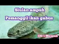 Download Lagu SIULAN AMPUH PEMANGGIL IKAN GABUS || Pasti muncul ke permukaan, 100% Mujarab