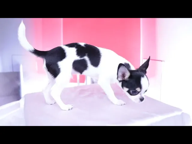 動画
