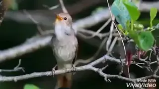 صوت عصفور جميل جدا  مع دعاء  اجمل تقبل الله منا ومنكم صالح الاعمال دندنها