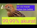 Download Lagu Cici merah atau Salome jantan dan betina