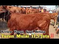 Download Lagu Harga Sapi Betina Turun Mulai Dari 11,5 Juta ‼️ Pasar Hewan Gondanglegi Sepi Pembeli. #sapi #cow