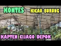 Download Lagu KONTES BURUNG KICAU.. KAPTEN CIJAGO .DEPOK.