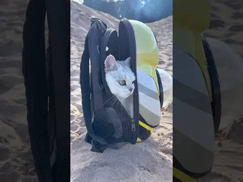 БЕЛКА ХОЧЕТ НА МАЛЬДИВЫ #cat