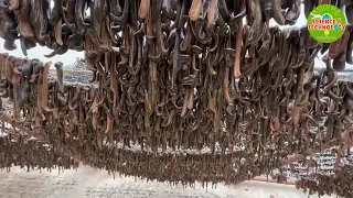 Download Amazing and Incredible Leech Farming in China. Largest Leech Farm in the World. Modern Agriculture MP3