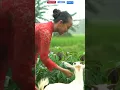 Lagu Wanita Berkebaya Merah Bermain dengan Kambing di Pedesaan Saat Hujan Deras #wanitakampung