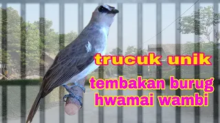 Burung trucuk unik suara ropelannya  burung hwamai wambi