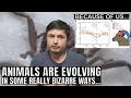 Download Lagu Animals Are Evolving to Survive in the Human World But Often in a Weird Way