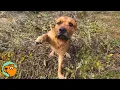 Dog Was Trapped in Cactus Patch Has the Sweetest Reaction to Rescue Cuddle Buddies