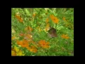 เทพธิดาผ้าซิ่น - เสรี รุ่งสว่าง (KARAOKE)