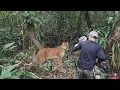 Download Lagu Dei de cara com a onça na mata!!! 😱