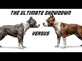 The Ultimate Showdown American Staffordshire Terrier vs American Pit Bull Terrier