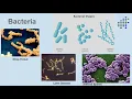 Bacteria and Archaea