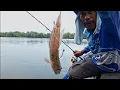 Download Lagu SPESIES UMPAN BARU UNTUK MANCING TARGET IKAN PREDATOR MANGROVE. #fishing #mancing.
