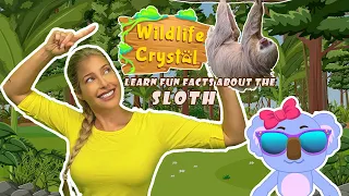 Sloth Facts