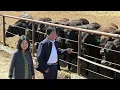 Download Lagu Kangen Wagyu™: How Premium Cattle Are Raised on Kangen Water®
