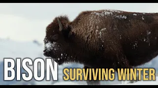 Bison surviving Winter in Yellowstone National park
