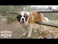 130-Pound Dog Gets His First Home Ever The Dodo Adoption Day