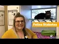 Learn about Feline Diabetes featuring Miranda Manuel