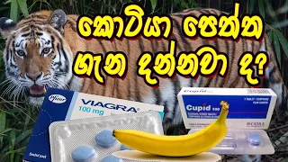 kotiya peththa sinhala medical channel