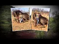 American woman who killed giraffe says it was part of a conservation effort