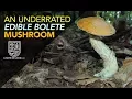 An Underrated Wild Edible Bolete Mushroom