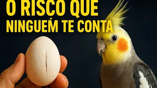 O QUE ACONTECE QUANDO SUA CALOPSITA BOTA O TEMPO TODO.