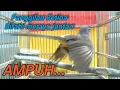 Download Lagu AMPUH❗❗PANGGILAN BETINA BIRAHI MERAYU JANTAN NGIWIR MINTA KAWIN❗❗BIKIN BIRAHI LANGSUNG KAWIN❗SHAMA