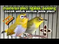 Download Lagu 1 jam‼️Suara Masteran Burung Pleci Bustomi Biar Gacor Dor