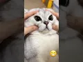 Download Lagu 🐱 Funny cat videos | cute cats | Try not to laugh | Cat videos Compilation #shorts  🐈