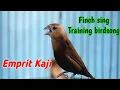 Download Lagu Suara burung emprit kaji gacor, White-headed Munia | Finch Singing \u0026 Training Birdsong 315