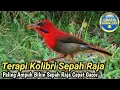 Download Lagu TERAPI BURUNG KOLIBRI SEPAH RAJA
