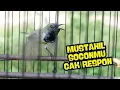 Download Lagu TERAPI SOGON GACOR PENJEBOL BIRAHI SOGONMU‼️TUNGGU 1 MENIT PASTI RESPON