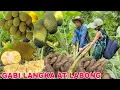 Download Lagu Langka Hinog na Ang Dami naming gulay na nakuha Gabi Labong at mga Langka