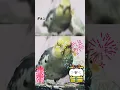 Download Lagu Slay!! Slow slay॥ #cockateil #birds #phonk #anime #music #colapsita  #parrot #voice #remix