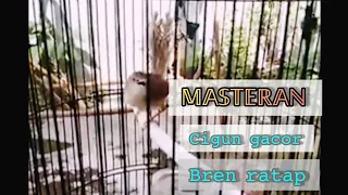 Download Masteran|| Cigun gacor bren rapat bagus buat masteran burung anda. MP3
