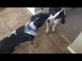 Coon Hound Border Collie playing